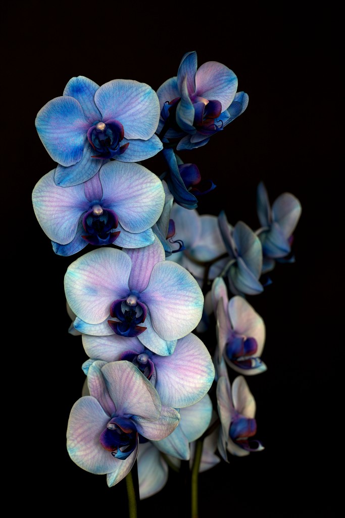 orchideeën orchidee orchideeen hdr bloem Orchidaceae natuur flora bloemen orchis sierbloem sierplant phalaenopsis orchidaceae